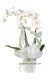 Beyaz Çift Orkide